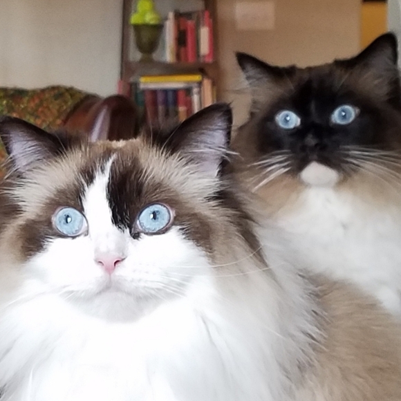 Meet your Posher, Reyna - Picture 2 of 4